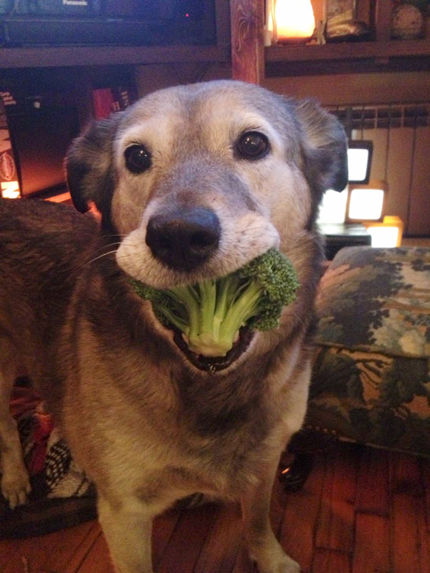 My Dog Looooooves Broccoli