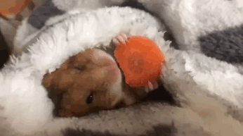 Sometimes You Just Need A Hamster Eating A Carrot Under A Blanket