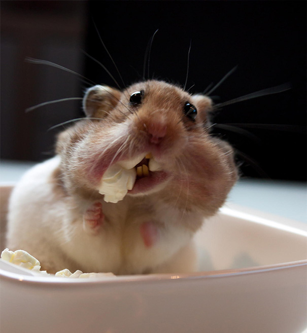 Our Little Hamster Found The Popcorn On The Table And Took As Much As He Could