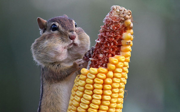 Just Chillin, Eating Some Corn
