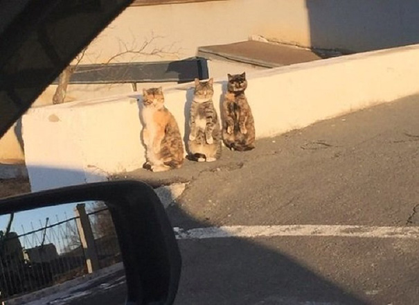 human-cat-standing-on-two-legs-synchronized-reaction-2