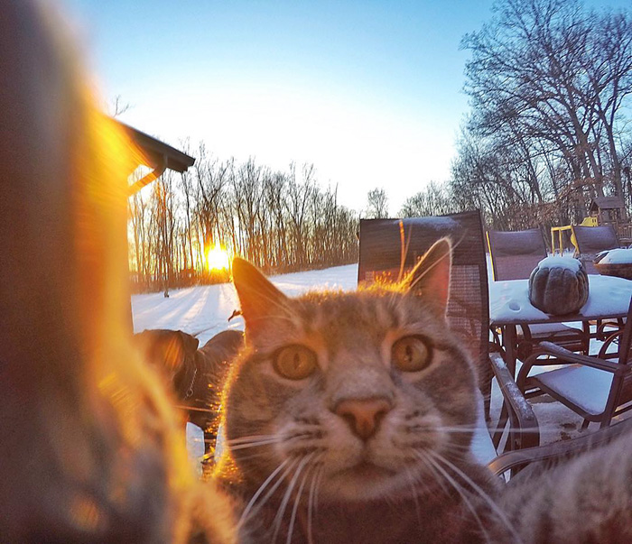 pisica Manny iubeste să faca selfie-uri 4