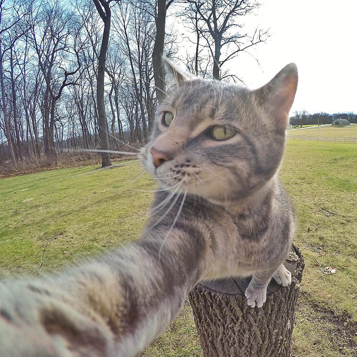 pisica Manny iubeste să faca selfie-uri 2