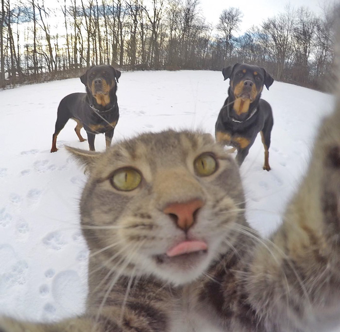 pisica Manny iubeste să faca selfie-uri 7