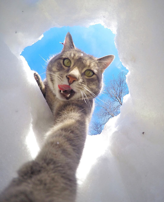 pisica Manny iubeste să faca selfie-uri 6