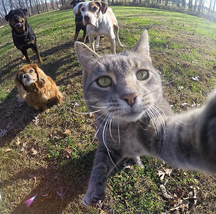 pisica Manny iubeste să faca selfie-uri