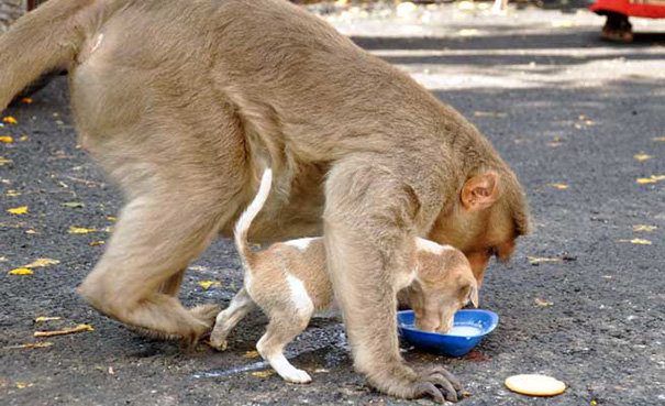 monkey-adopts-puppy-erode-india-10