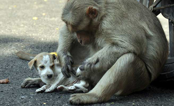 monkey-adopts-puppy-erode-india-11