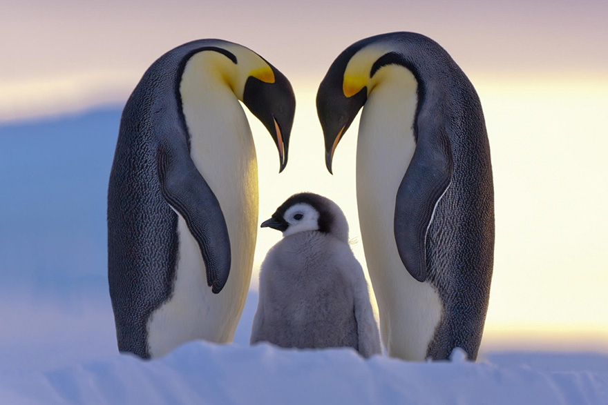 penguin-awareness-day-photography-10