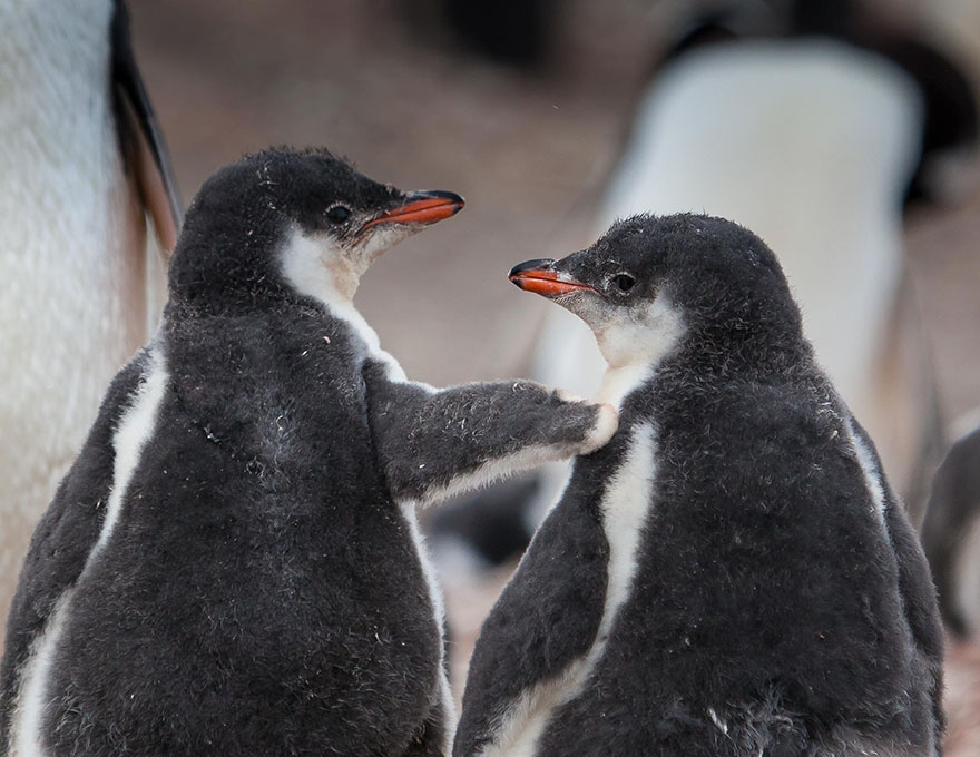 penguin-awareness-day-photography-14