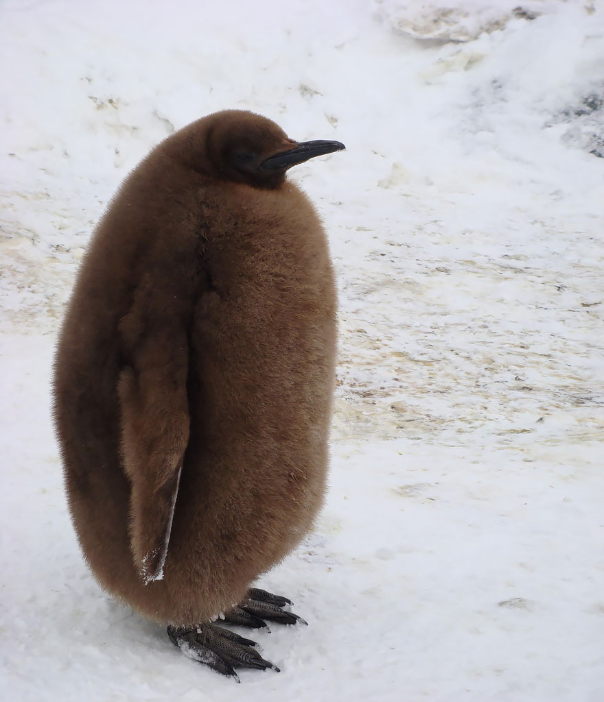 penguin-awareness-day-photography-15