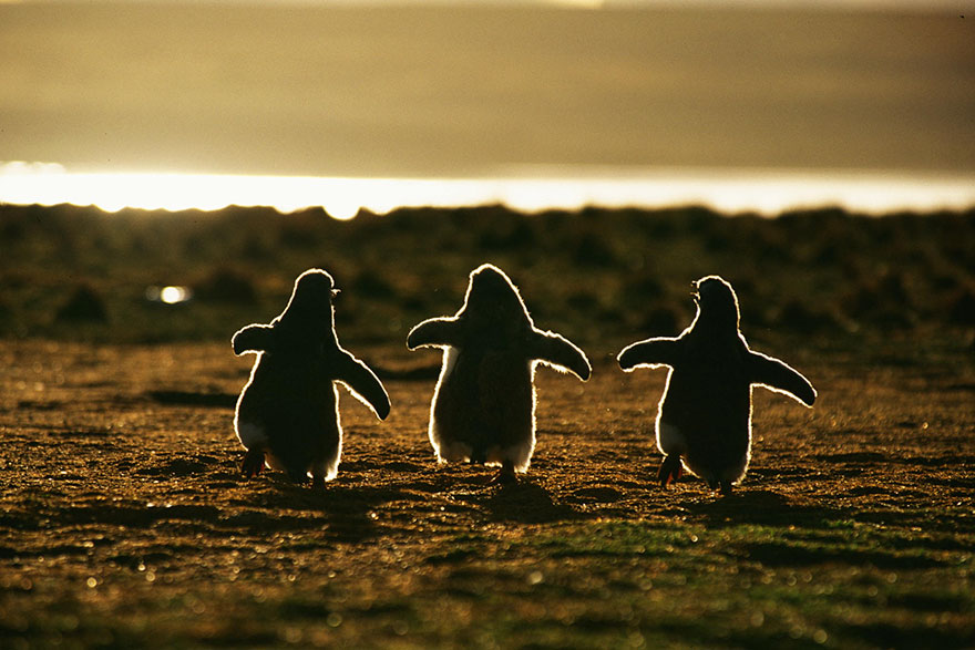 penguin-awareness-day-photography-1