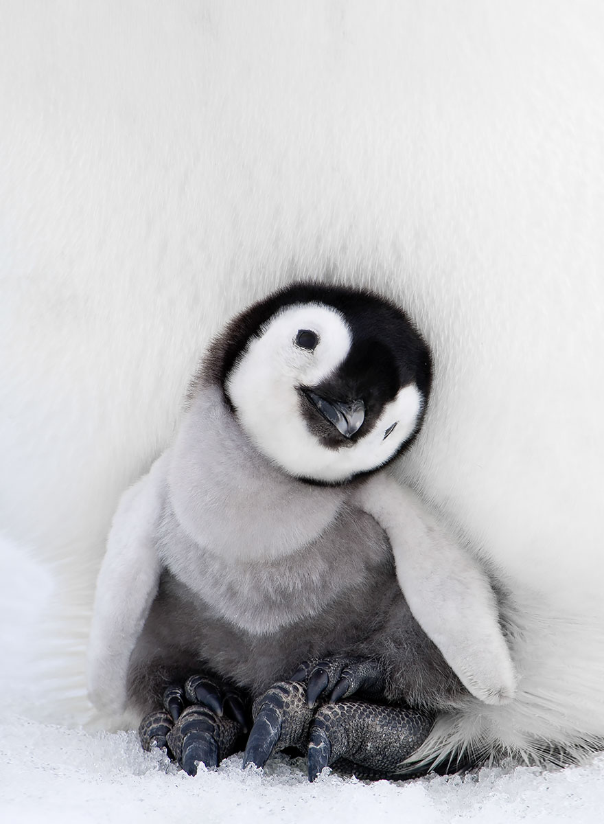 penguin-awareness-day-photography-7