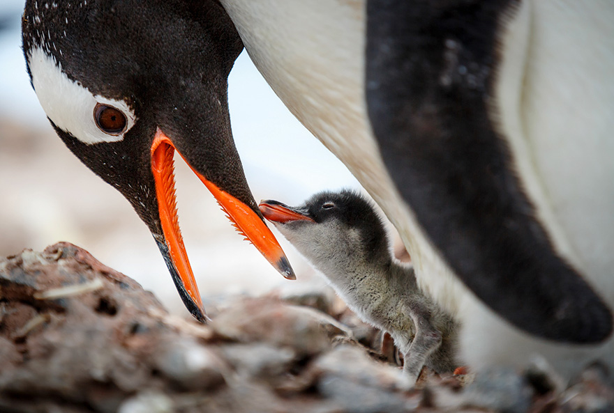 penguin-awareness-day-photography-9