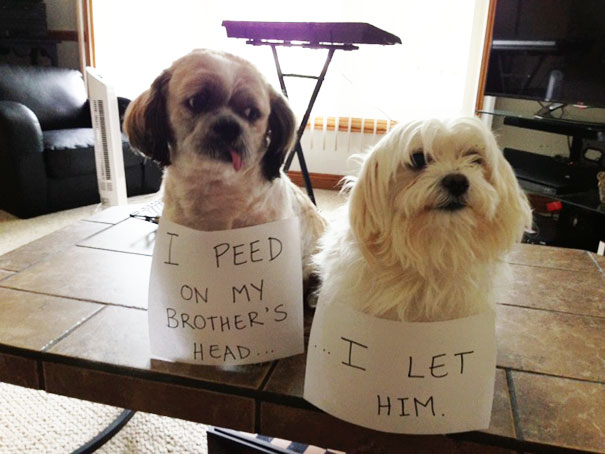 Is Dog-Shaming Still A Thing Because Their Asses Deserve This