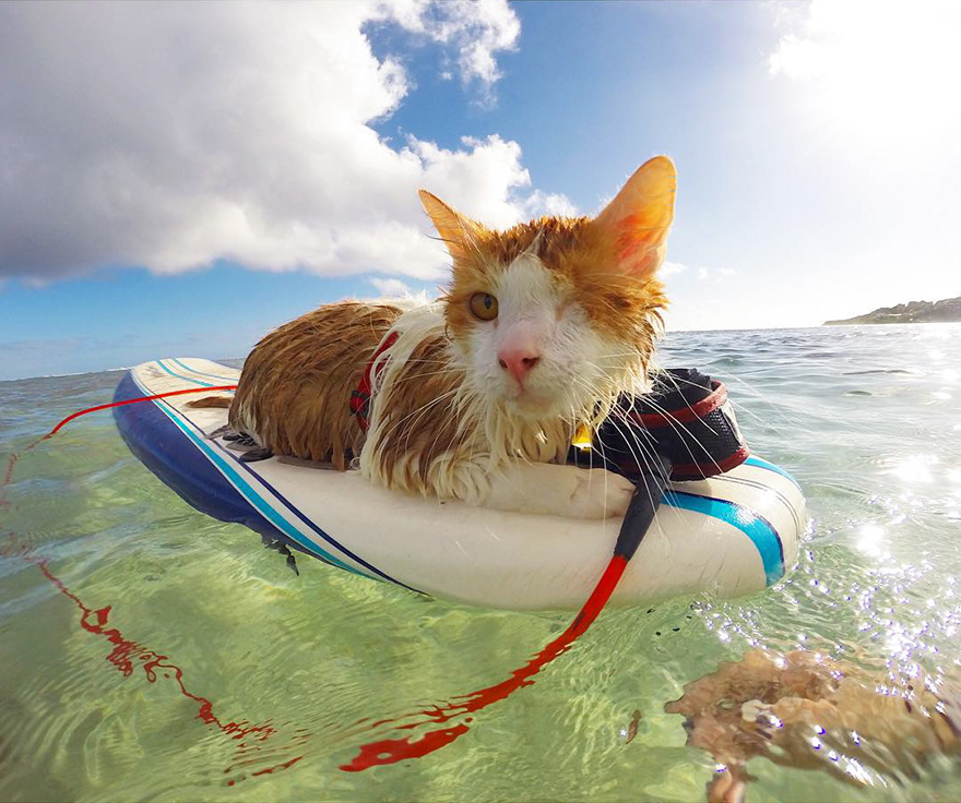 surfing-cat-likes-water-swimming-kuli-hawaii-1