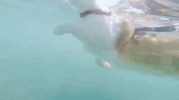 surfing-cat-likes-water-swimming-kuli-hawaii-10