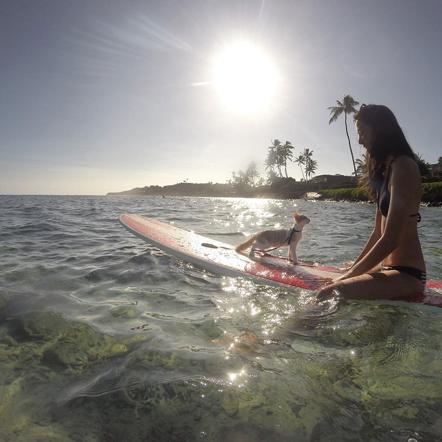 surfing-cat-likes-water-swimming-kuli-hawaii-14