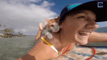 surfing-cat-likes-water-swimming-kuli-hawaii-15