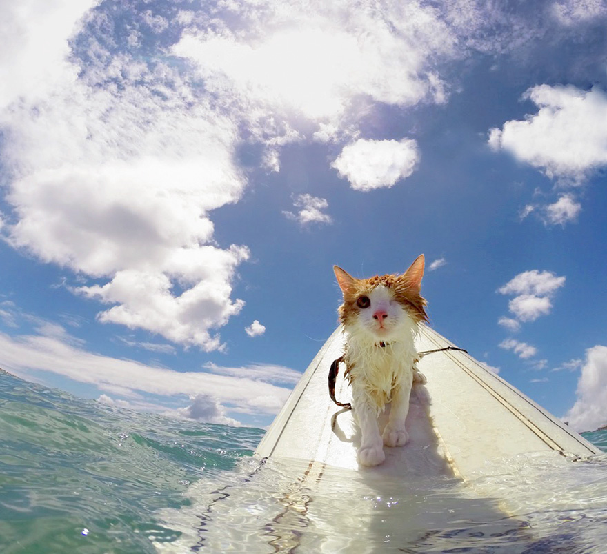 surfing-cat-likes-water-swimming-kuli-hawaii-17