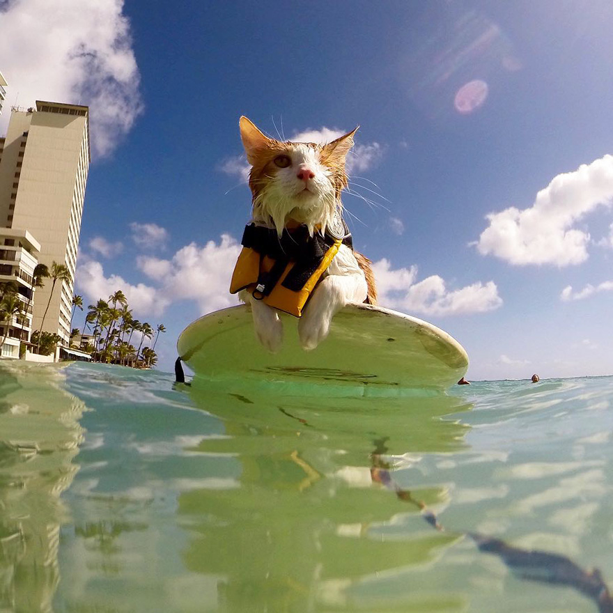 surfing-cat-likes-water-swimming-kuli-hawaii-4