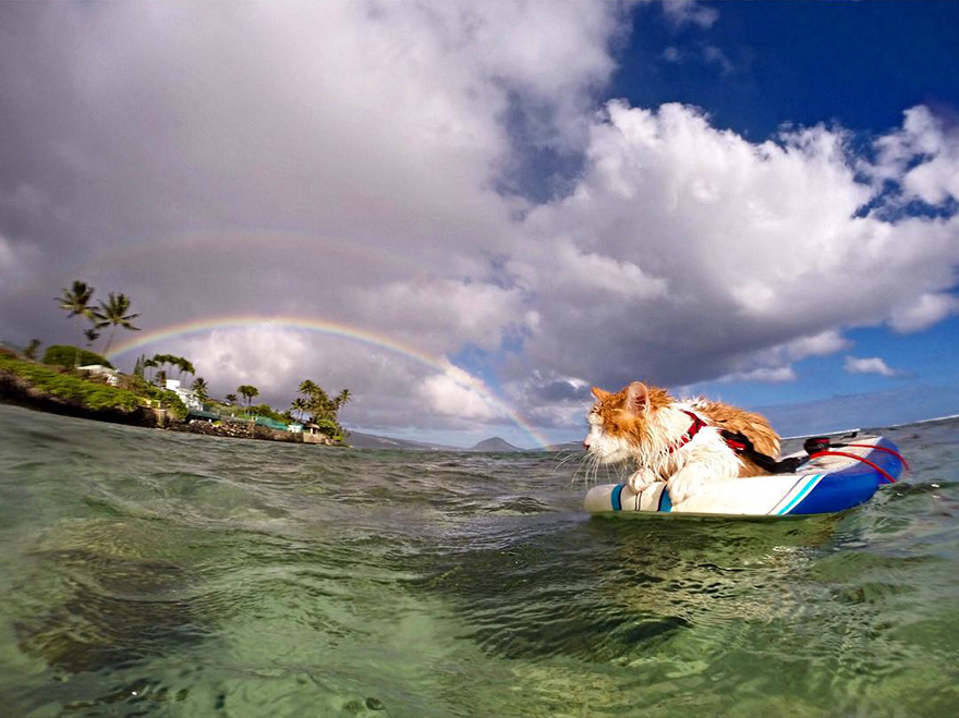 surfing-cat-likes-water-swimming-kuli-hawaii-9