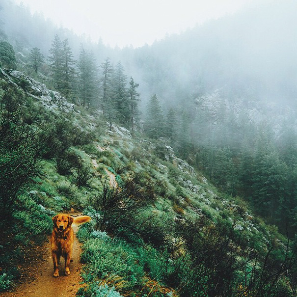 traveling-dog-aspen-the-mountain-pup-instagram-25