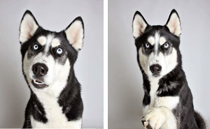 Shelter Dog Photobooth Pics Helps More Pups Find Forever Homes (10+ pics)