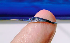 Marine Biologist Shows What A Baby Swordfish Looks Like