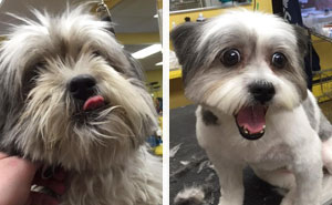 Man Gives Old Shelter Dogs Free Haircuts So They Can Finally Find Homes