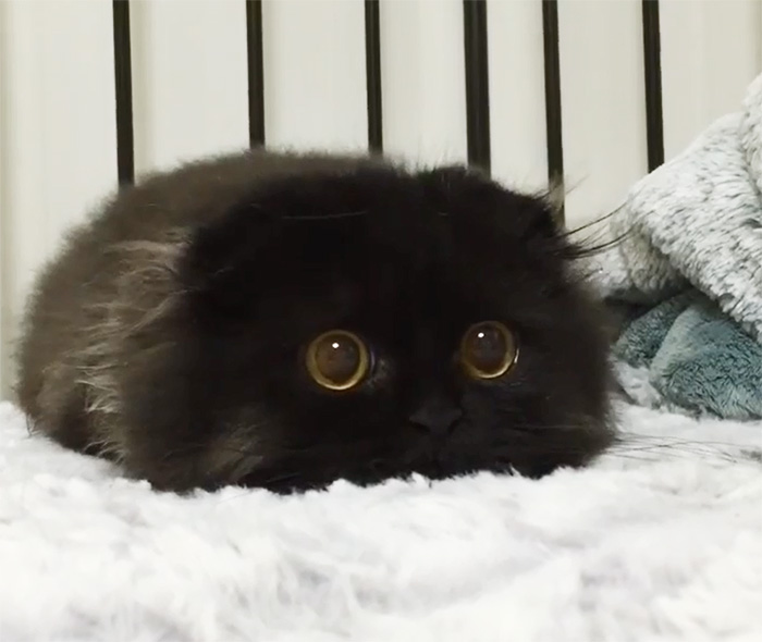 big-cute-eyes-cat-black-scottish-fold-gi