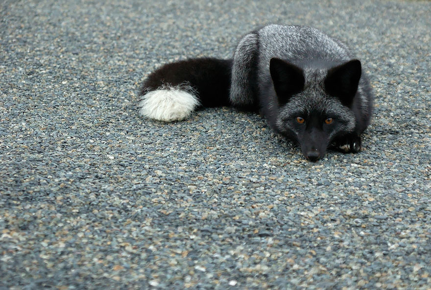 The Rare Beauty Of Black Foxes 15 Pics Bored Panda 