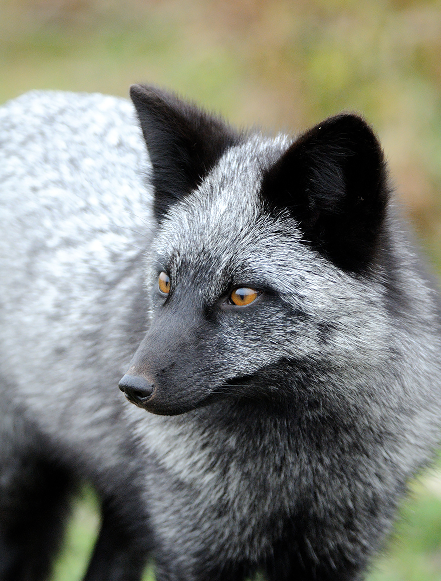 Black Silver Fox