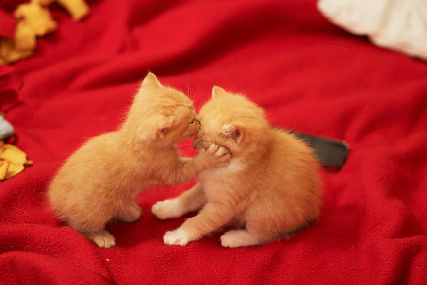 http://static.boredpanda.com/blog/wp-content/uploads/2016/02/cute-animals-kissing-valentines-day-6__880.jpg