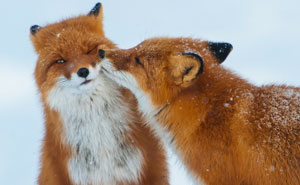 14+ Kissing Animals Prove That Kisses Aren't Just For People
