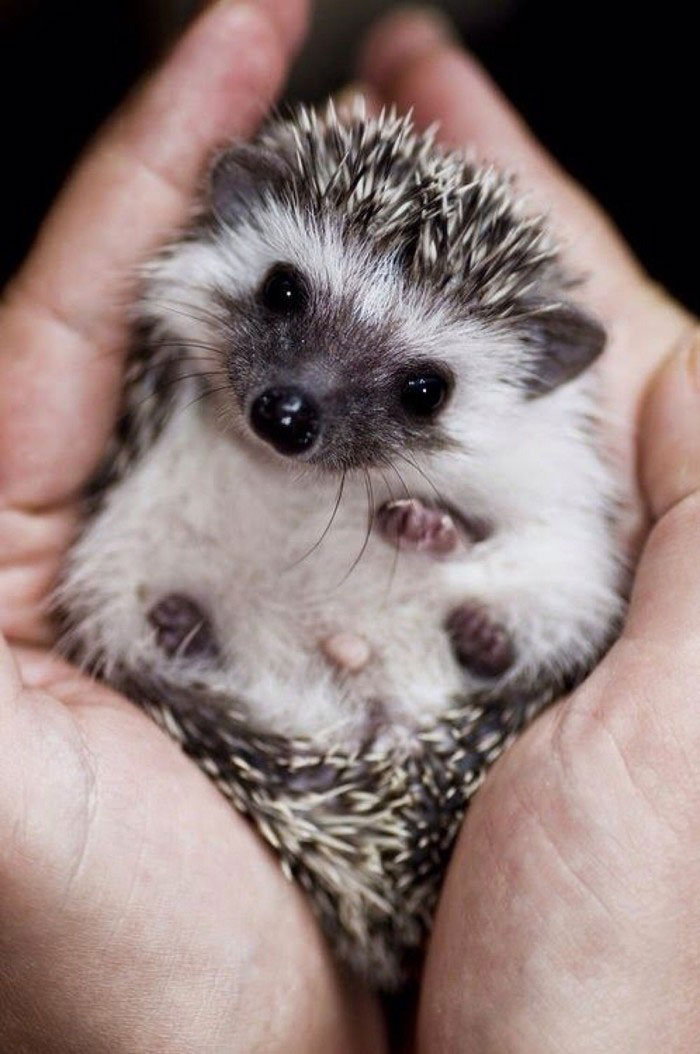 cute-hedgehogs-61__700.jpg