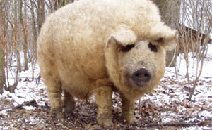 Meet Furry Pigs That Look Like Sheep And Act Like Dogs