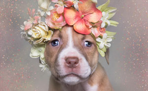'Pit Bull Flower Power' Already Found Homes For 140+ Pits (New Pics)