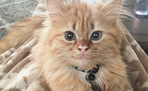 After They Brought Her Home From A Shelter, This Cat Can't Stop Smiling