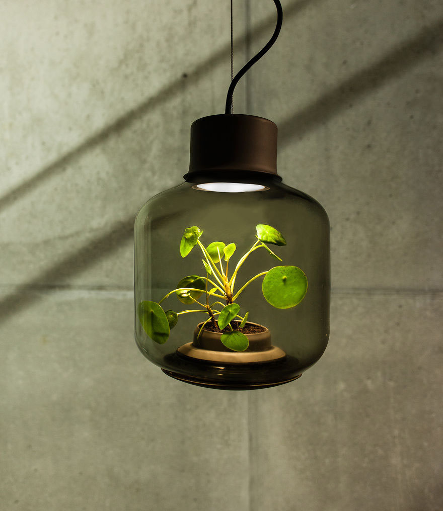 Lamps that grow plants without direct sunlight or water 