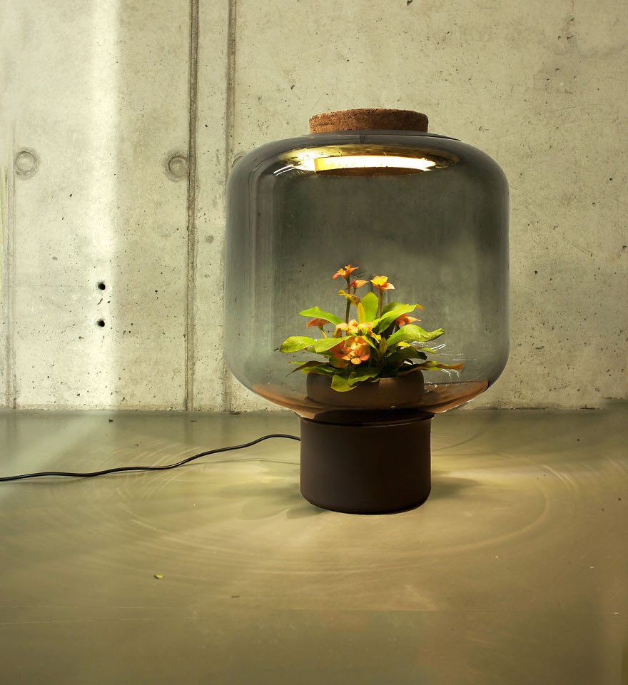 Lamps that grow plants without sunlight or water 