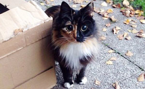 This Blind Kitty Found On The Street Has Eyes No One Could Resist