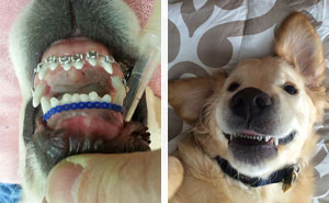 This Dog Couldn't Close His Mouth, So He Got Braces