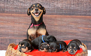 Maternity Photoshoot Dog Just Gave Birth To 5 Super Cute Puppies