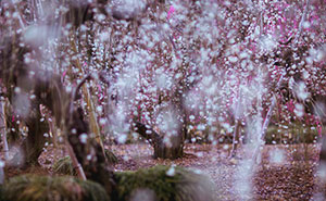 I Captured Spring In Japan