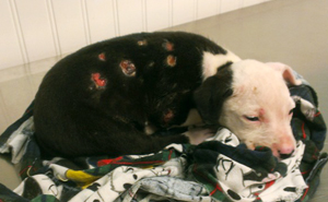 A Puppy Saved From A Fire Becomes A Firefighter