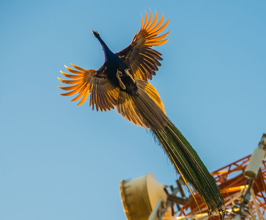 Jak wygląda latający paw? How peacock looks in mid-flight?