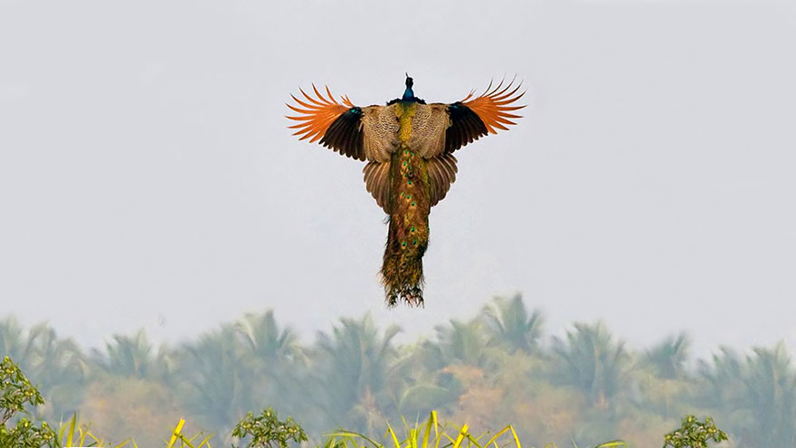 Jak wygląda latający paw? How peacock looks in mid-flight?