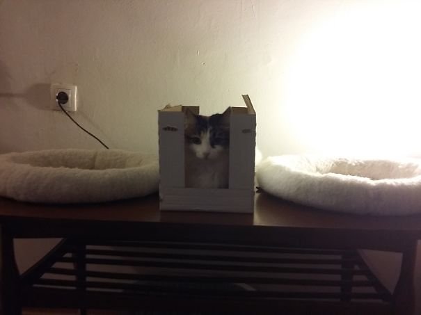 kot między posłaniami w pudełku