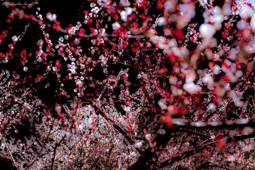 Hidenobu Suzuki - Wiosna w Japonii.Hidenobu Suzuki - Spring in Japan.
